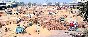 Heaps of paddy at the Fazilka grain market.
