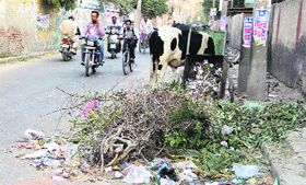 A stray cattle eats on heaps of garbage spread over on Mini Secretariat Road in Bathinda on Monday.