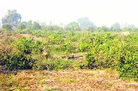 An uprooted orchard in Abohar