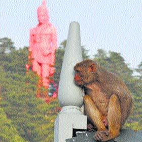 Monkey menace in Shimla