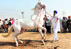 Harwinder Singhs horse that secured first position