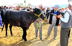 Judges have a look at a buffalo during the Animal Fair and Milking competition in Bathinda