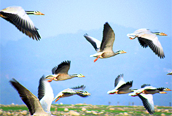 A file photo of the bar-headed geese taking flight at the Pong Dam lake