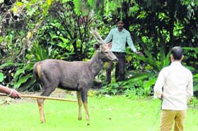 A sambhar being captured by the authorities in Jalandhar
