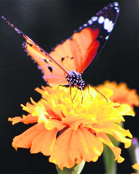 Nature at its best: A butterfly sucks nectar from a flower