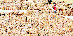 Paddy bags in a mandi in Malwa belt
