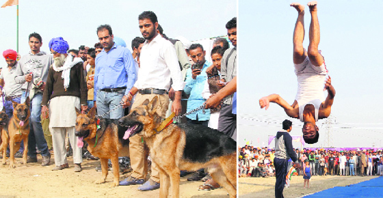 Residents showcase their dogs; and (right) a student of Police Public School performs gymnastics during the animal fair and milking competition in Bathinda on Wednesday.