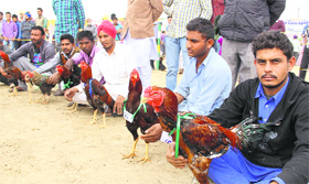 Farmers display with their cocks during the animal fair in Bathinda on Thursday.