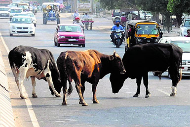 Cattle roam freely on city roads in the absence of any check by the Municipal Corporation.