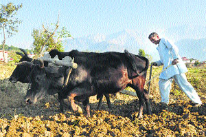 A farmer ploughs his field at Sakoh village near Dharamsala on Friday