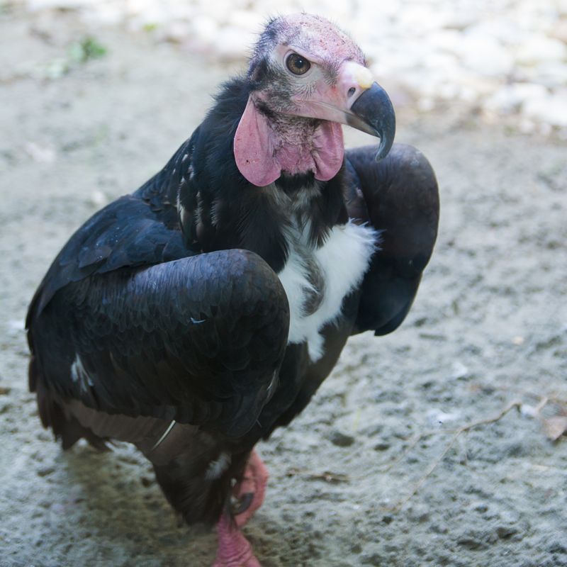 Critically Endangered Red-Headed Vulture Sighted in Pithoragarh's Munsiyari