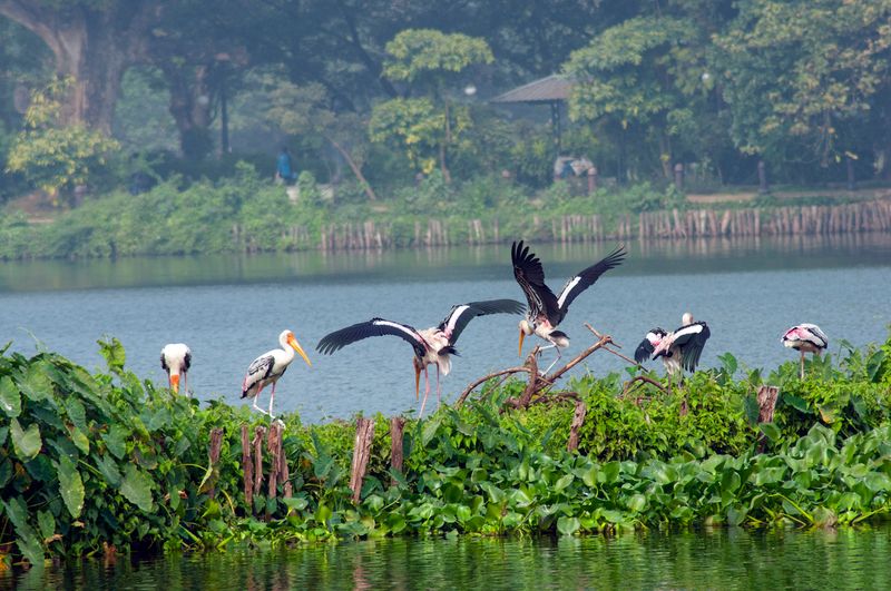 Mathura wetland draws migratory birds from Central Asia, Siberia ...